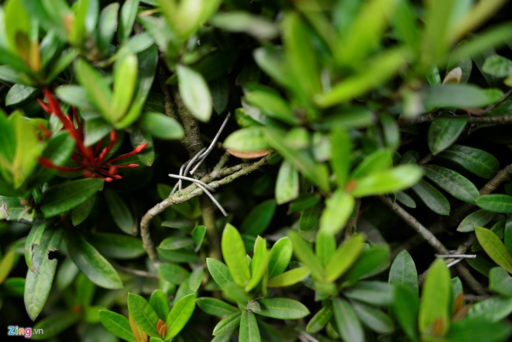 Cay canh hoa mau don hinh cho 350 trieu mot cap o Ha Noi hinh anh 7