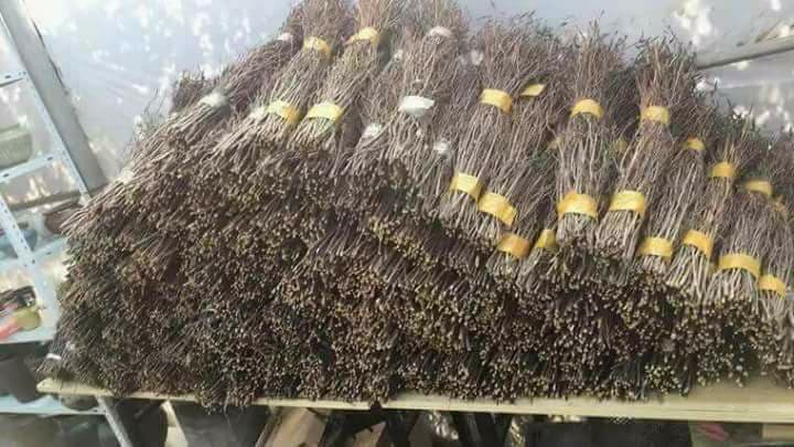 cây cảnh,đặc sản nhà giàu,giá xăng,giá xe máy,hải sản Nhật,rau củ Nhật,chơi cây,Grab,Uber,sập gỗ,nước mắm