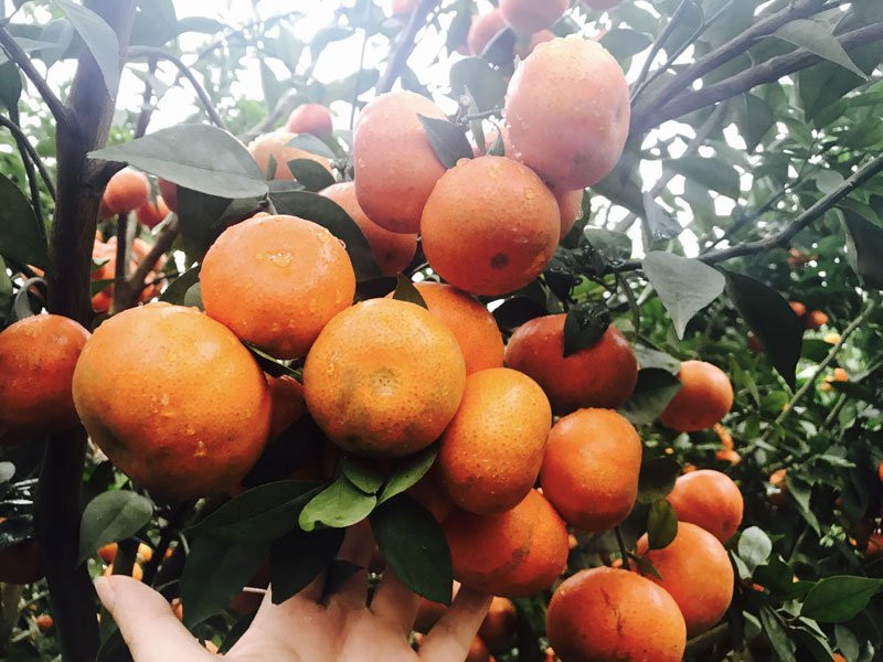 kiếm tiền tiêu tết,cách kiếm tiền tiêu tết,tết nguyên đán