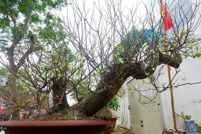 Mận Mộc Châu “bạt phong hồi đầu” độc nhất vô nhị về Hà Nội - Ảnh 1.