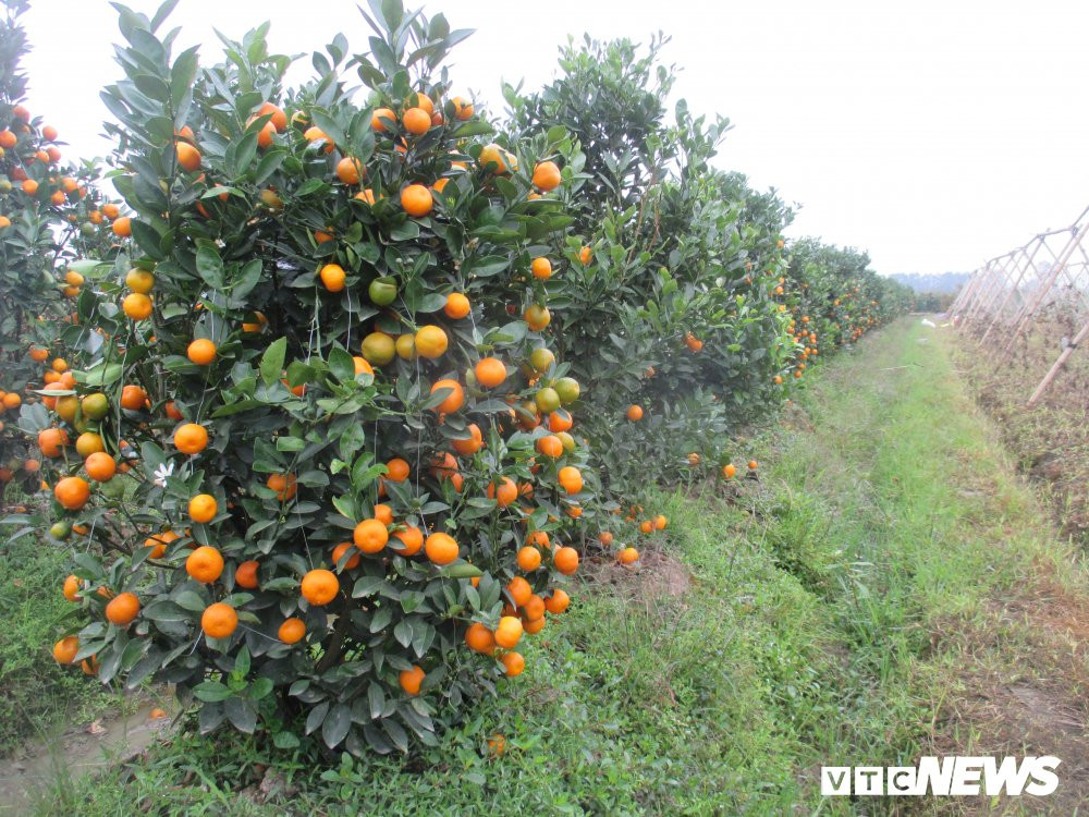 A1 thi truong quat tet tang gia so voi nhieu nam truoc (1) 7