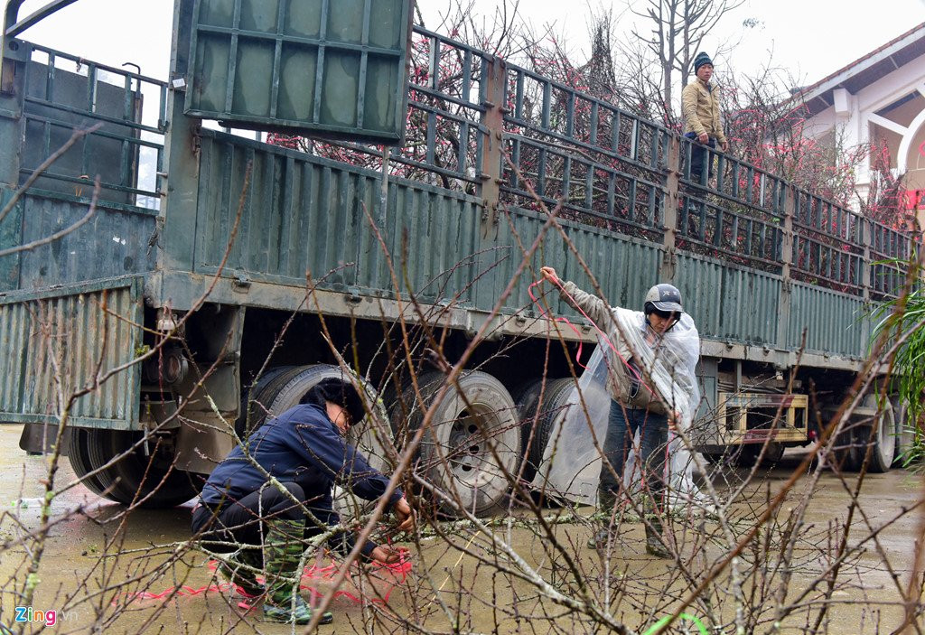 Nam nhuan, dao rung Sa Pa no som, gia tang cao truoc khi ra cho Tet hinh anh 1