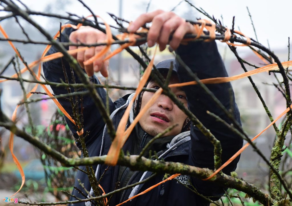 Nam nhuan, dao rung Sa Pa no som, gia tang cao truoc khi ra cho Tet hinh anh 2