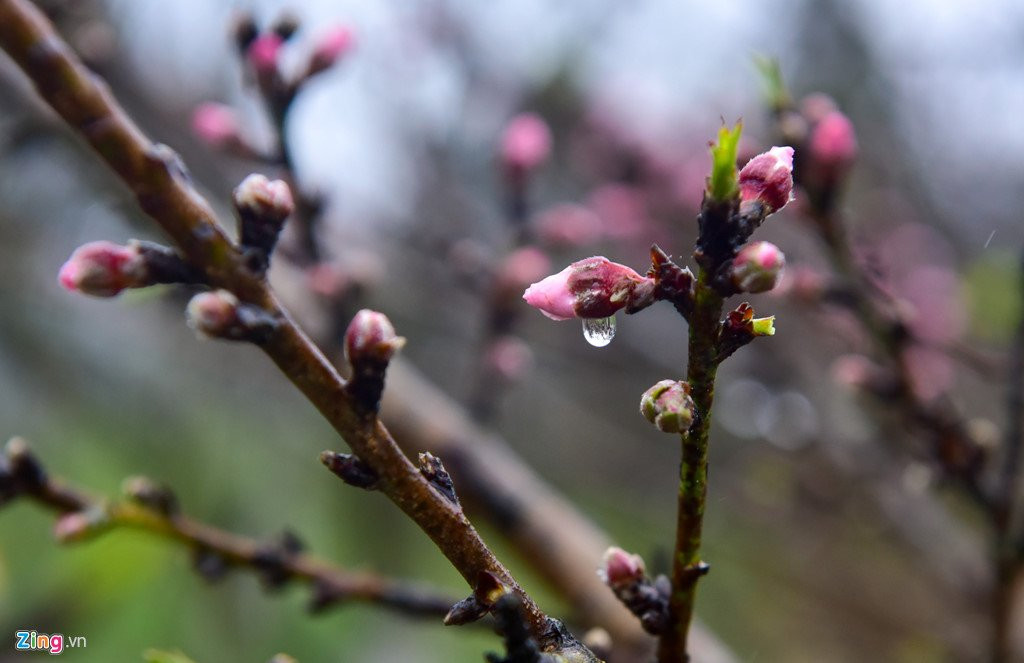 Nam nhuan, dao rung Sa Pa no som, gia tang cao truoc khi ra cho Tet hinh anh 3