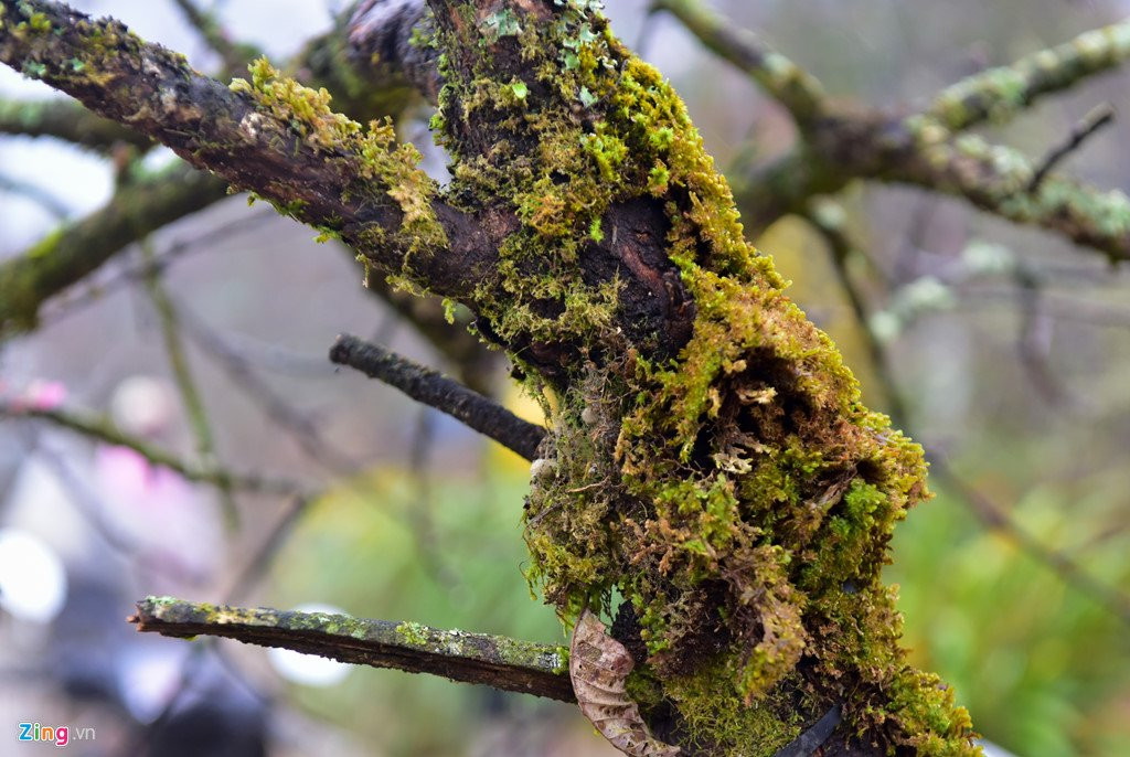 Nam nhuan, dao rung Sa Pa no som, gia tang cao truoc khi ra cho Tet hinh anh 5