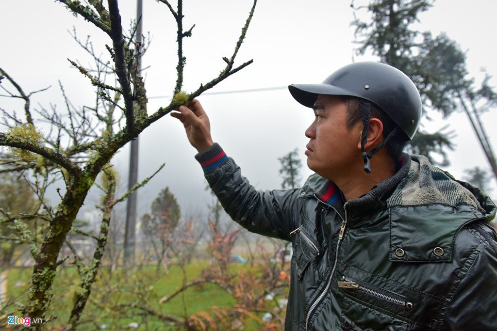 Nam nhuan, dao rung Sa Pa no som, gia tang cao truoc khi ra cho Tet hinh anh 6