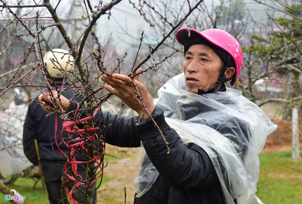 Nam nhuan, dao rung Sa Pa no som, gia tang cao truoc khi ra cho Tet hinh anh 9