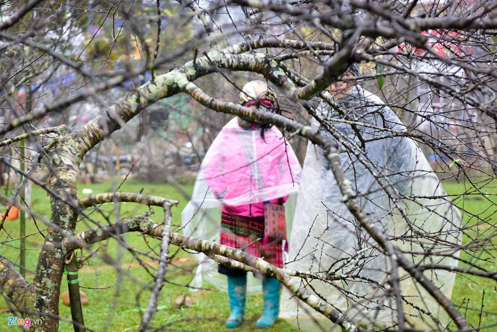Nam nhuan, dao rung Sa Pa no som, gia tang cao truoc khi ra cho Tet hinh anh 10