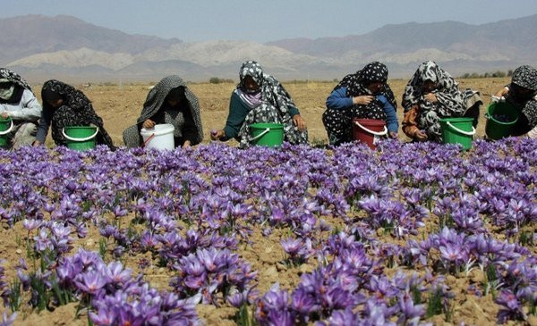 hoa nghệ tây,làm đẹp,gia vị,Tết Việt 2018,Tết Âm lịch