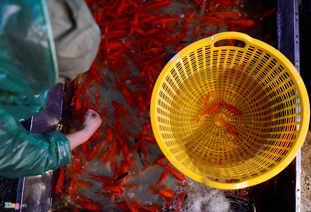 Cho ca lon nhat Ha Noi tap nap truoc ngay Tao quan chau troi hinh anh 5