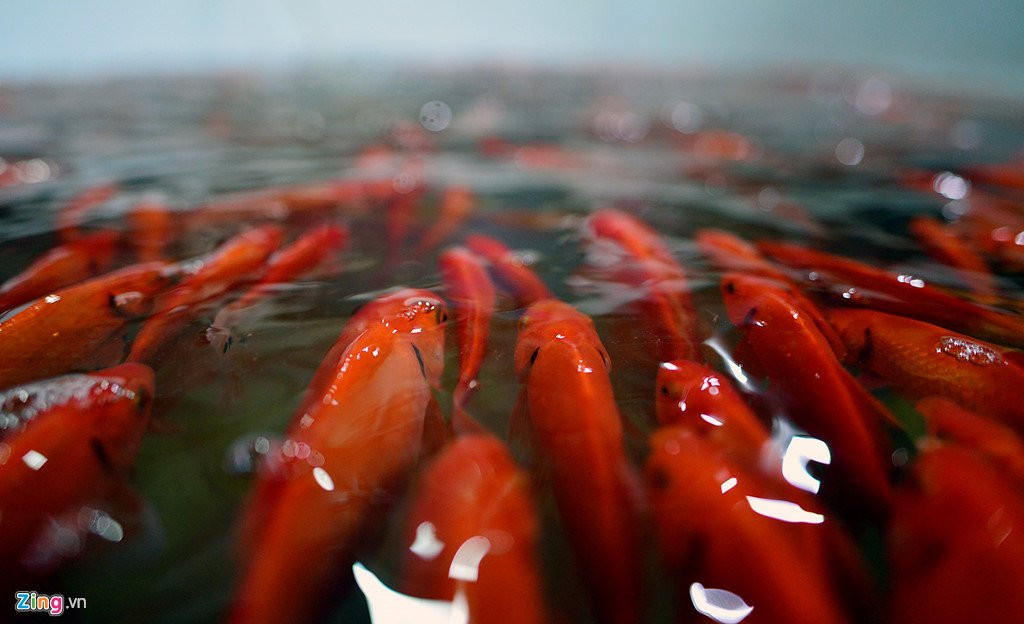 Cho ca lon nhat Ha Noi tap nap truoc ngay Tao quan chau troi hinh anh 11