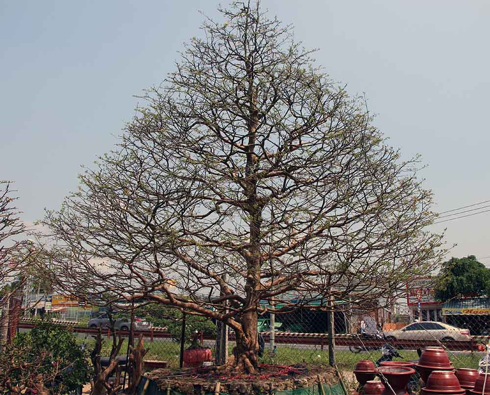 mai vàng, hoa tết, trồng cây kiểng, Cần Thơ