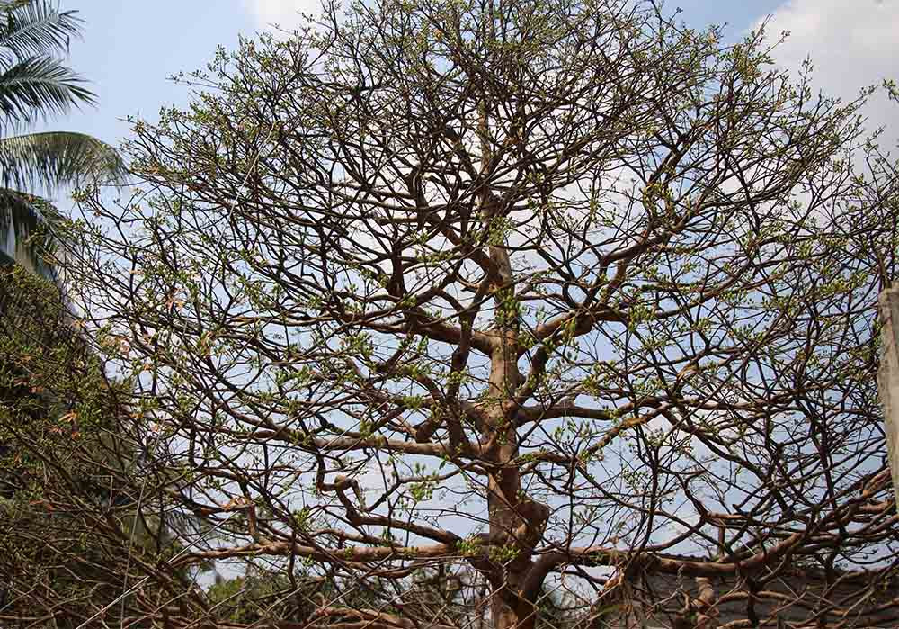 mai vàng, hoa tết, trồng cây kiểng, Cần Thơ