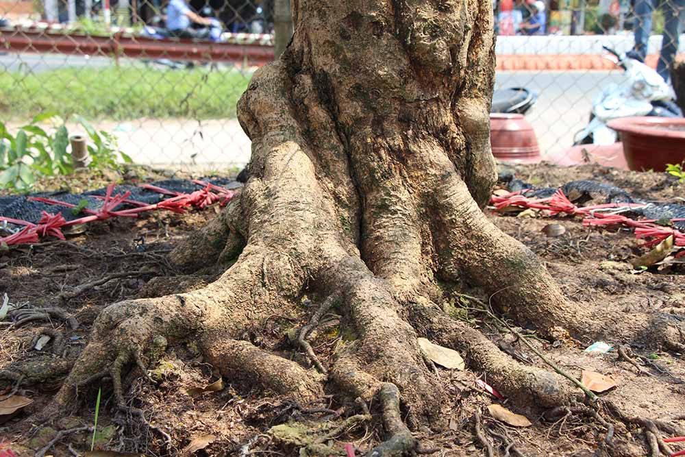 mai vàng, hoa tết, trồng cây kiểng, Cần Thơ