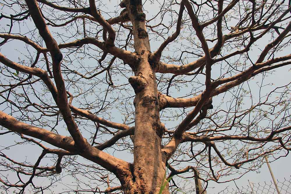 mai vàng, hoa tết, trồng cây kiểng, Cần Thơ