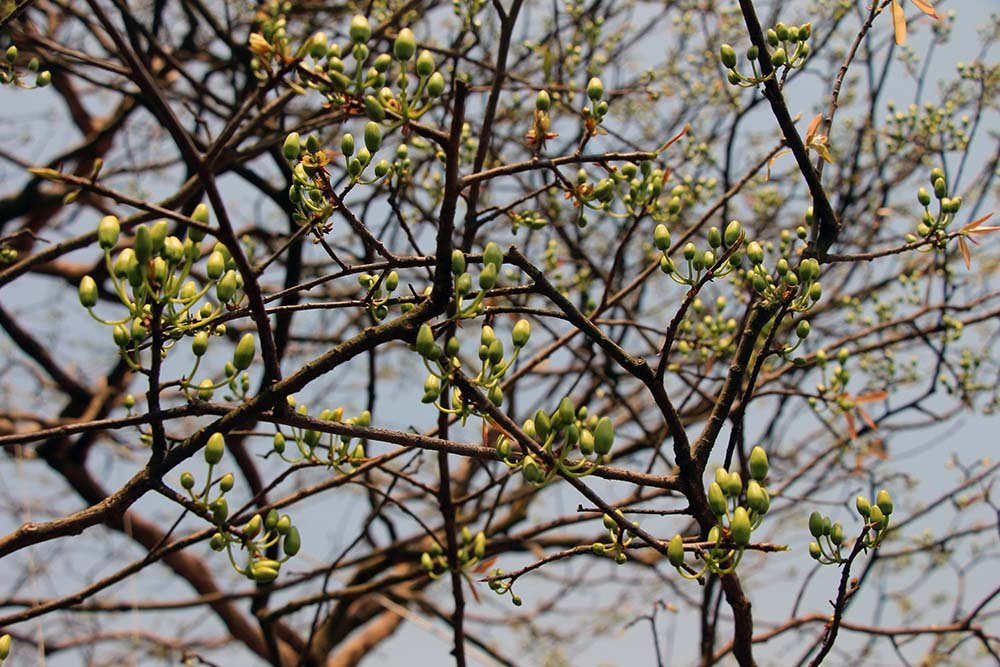 mai vàng, hoa tết, trồng cây kiểng, Cần Thơ