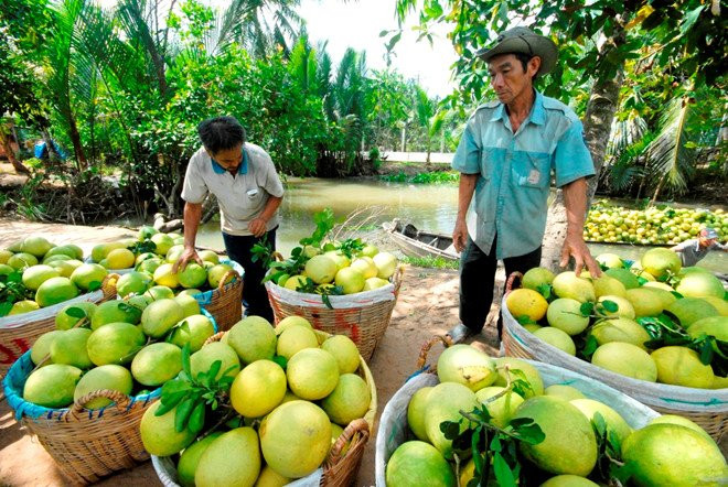 Tao Phap, cam Ai Cap hon 29.000 dong mot kg tran sieu thi ngay can Tet hinh anh 3