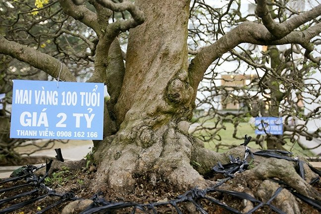 Cho hoa Tet Mau Tuat o Sai Gon: Thua vang cay kieng tien ty hinh anh 1