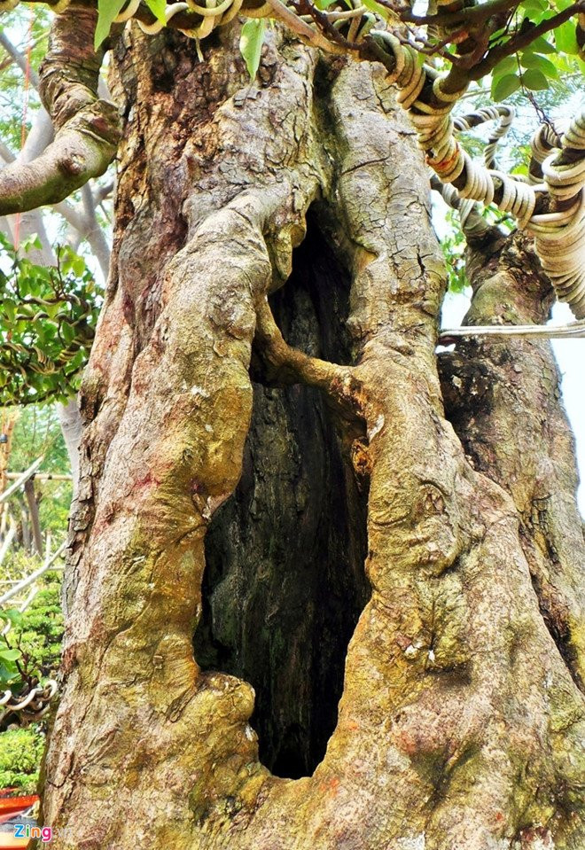 Cho hoa Tet Mau Tuat o Sai Gon: Thua vang cay kieng tien ty hinh anh 2