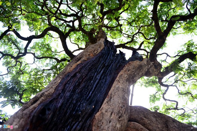 Cho hoa Tet Mau Tuat o Sai Gon: Thua vang cay kieng tien ty hinh anh 3