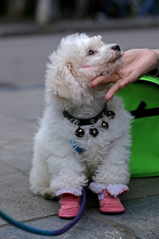 Chó cảnh,Thú Cưng