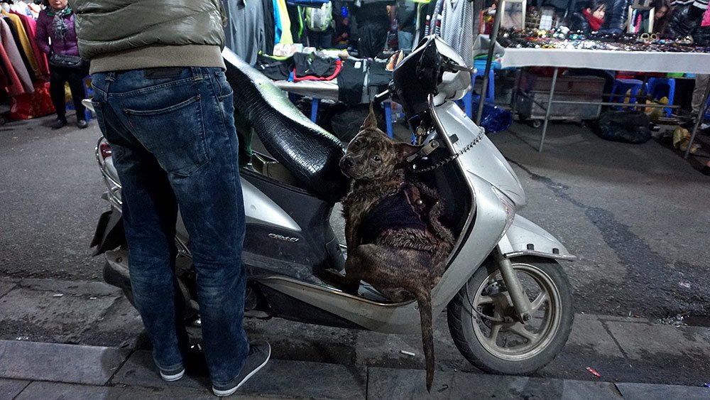 Chó cảnh,Thú Cưng