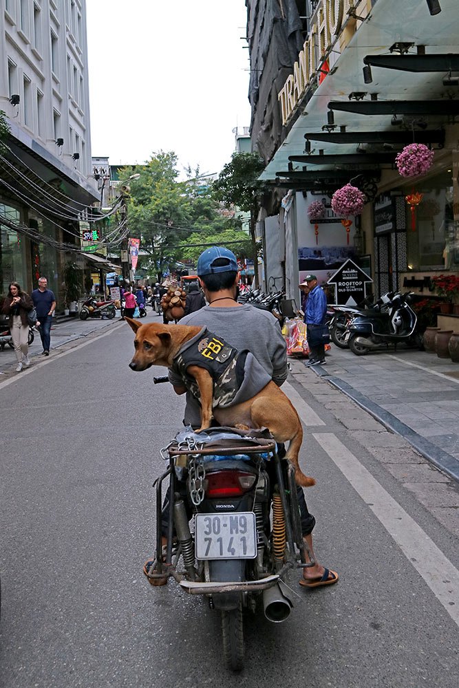 Chó cảnh,Thú Cưng