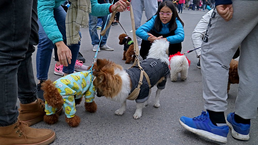 Chó cảnh,Thú Cưng