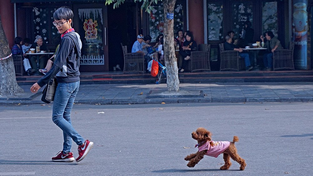 Chó cảnh,Thú Cưng