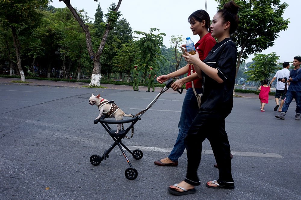 Chó cảnh,Thú Cưng