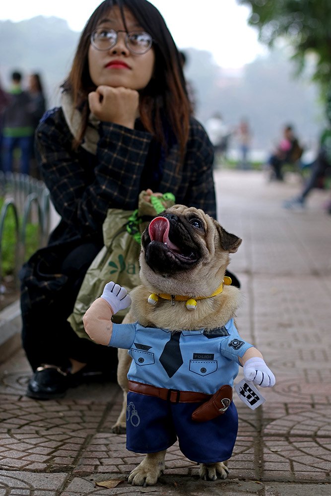 Chó cảnh,Thú Cưng
