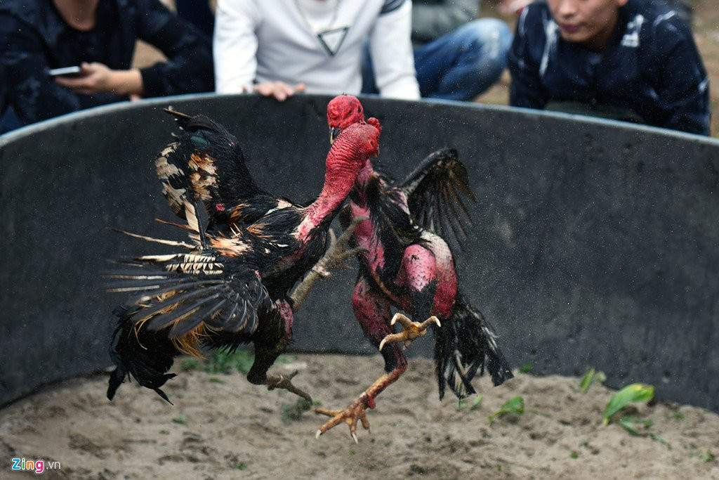 Nghin nguoi co mat o san choi ga ngay dau nam moi hinh anh 6