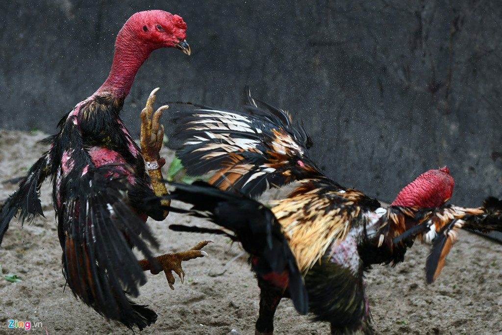 Nghin nguoi co mat o san choi ga ngay dau nam moi hinh anh 7