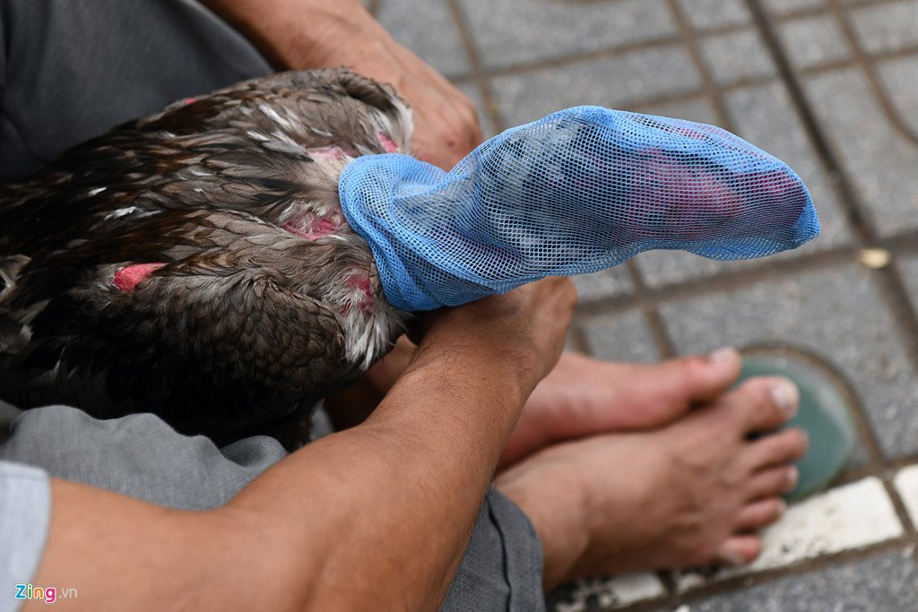 Nghin nguoi co mat o san choi ga ngay dau nam moi hinh anh 10