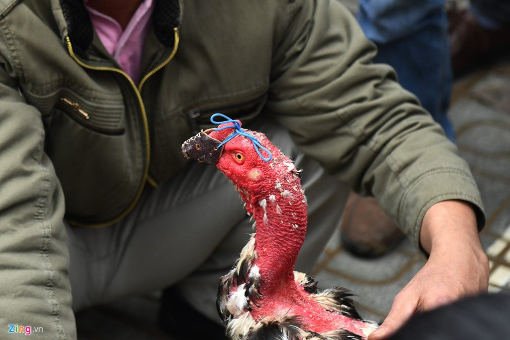 Nghin nguoi co mat o san choi ga ngay dau nam moi hinh anh 11