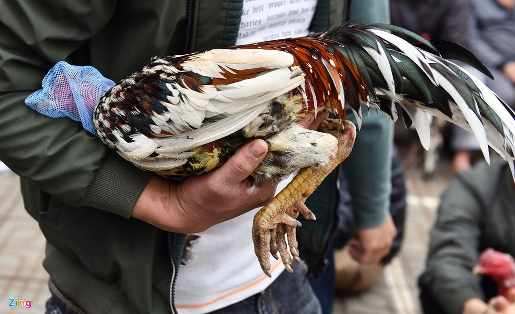Nghin nguoi co mat o san choi ga ngay dau nam moi hinh anh 9