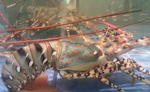 tom-hum-bong-8271-1519271839