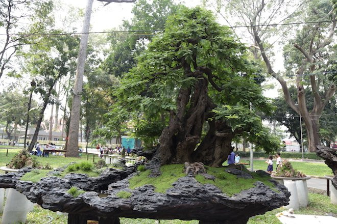 cây cảnh,giá xăng,giá xe máy,sâm Ngọc Linh,đá muối