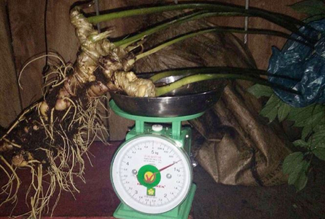 cây cảnh,giá xăng,giá xe máy,sâm Ngọc Linh,đá muối