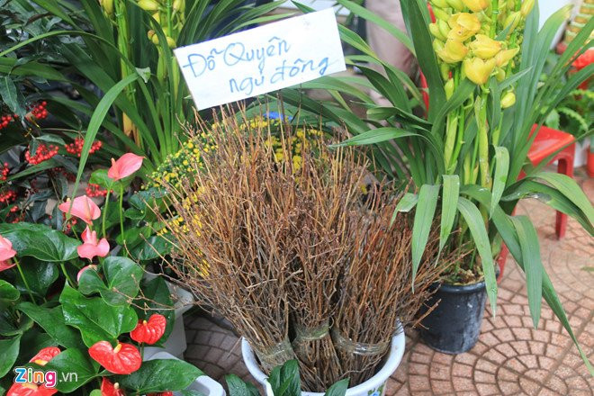 Se ra soat nguy co tu hoa do quyen ngu dong, tao bonsai hinh anh 2