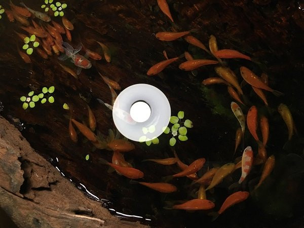 tranh cá 3D,cá chép 3D,tranh 3D