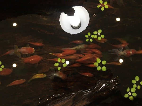 tranh cá 3D,cá chép 3D,tranh 3D