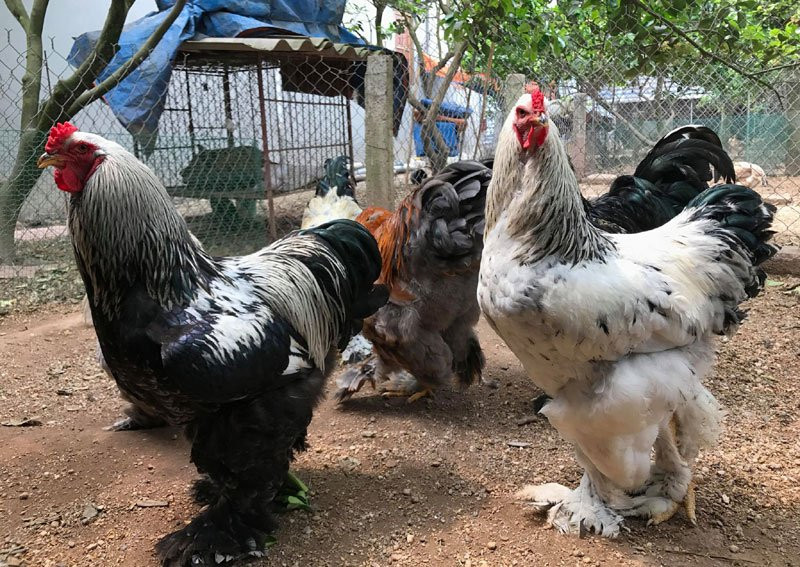 nuôi gà,dân chơi gà,gà cảnh,gà Đông Tảo,gà khổng lồ