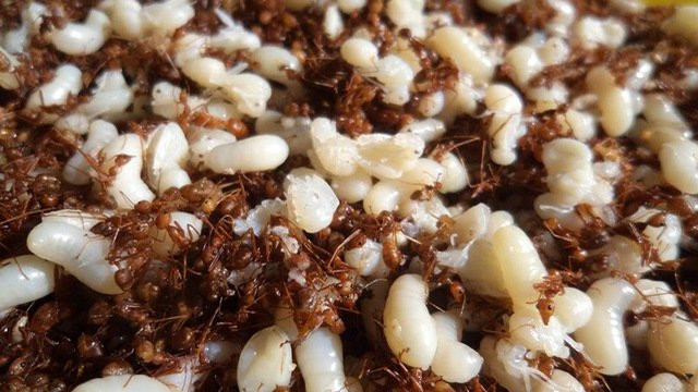 Dị ứng cho ăn trứng kiến, một phụ nữ tử vong