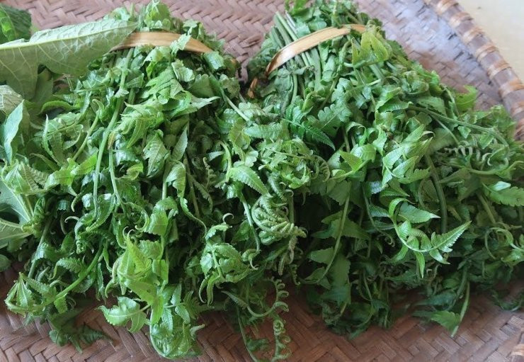 Rau dớn đang được nhiều người săn lùng với giá khá đắt đỏ vì nghĩ nó có tác dụng như 