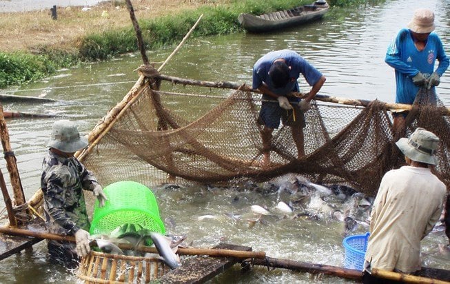 Thuong lai mua ca ca tra... chet ban sang Trung Quoc hinh anh 1