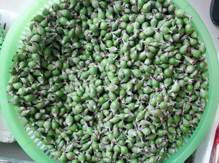 táo mèo,đặc sản Tây Bắc,món ăn vặt