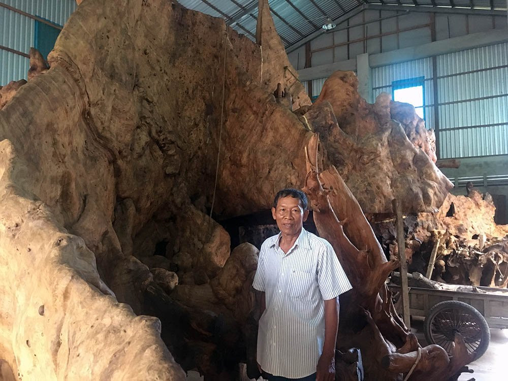 gốc cây quý,gốc cây tiền tỉ,Sóc Trăng