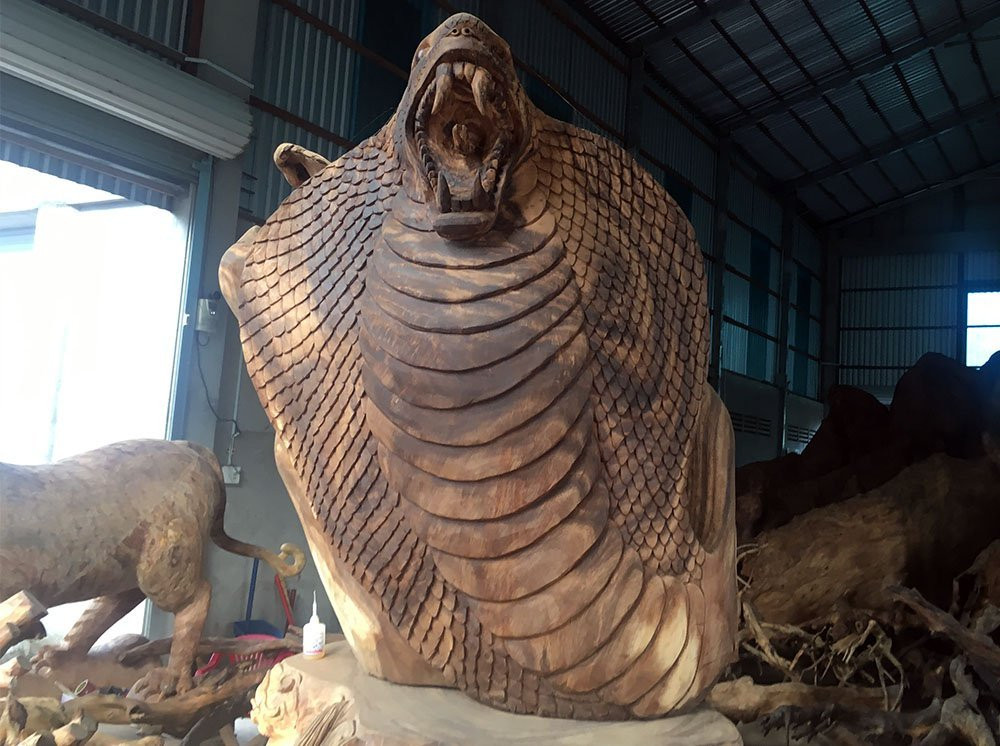 gốc cây quý,gốc cây tiền tỉ,Sóc Trăng