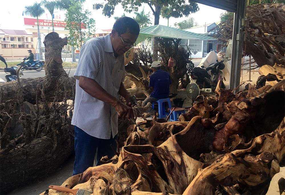 gốc cây quý,gốc cây tiền tỉ,Sóc Trăng